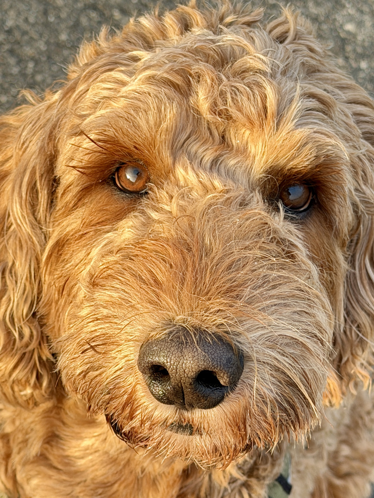 Ernie