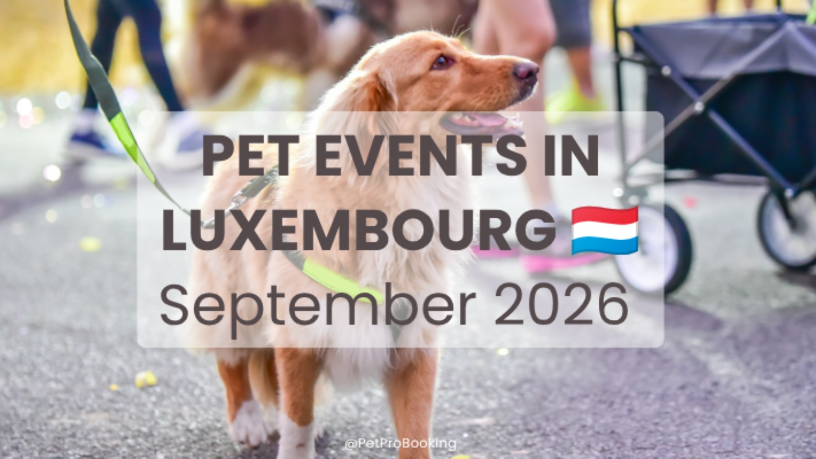 Pet Events in Luxembourg – September 2026 Guide for Pet Owners