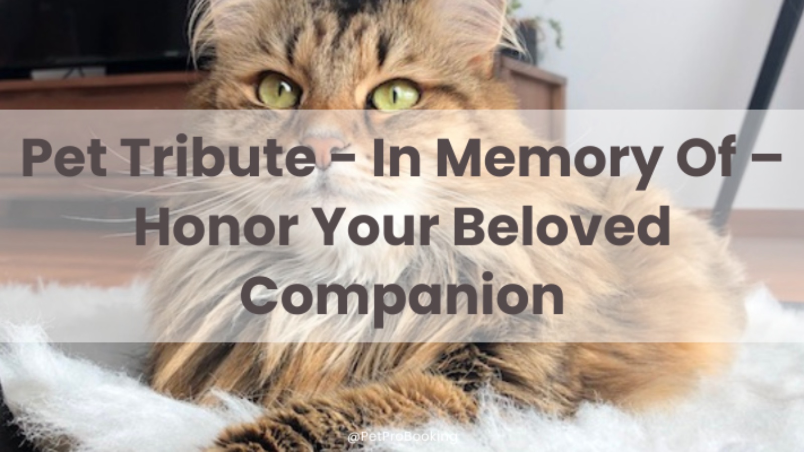 Pet Tribute - In Memory Of – Honor Your Beloved Companion