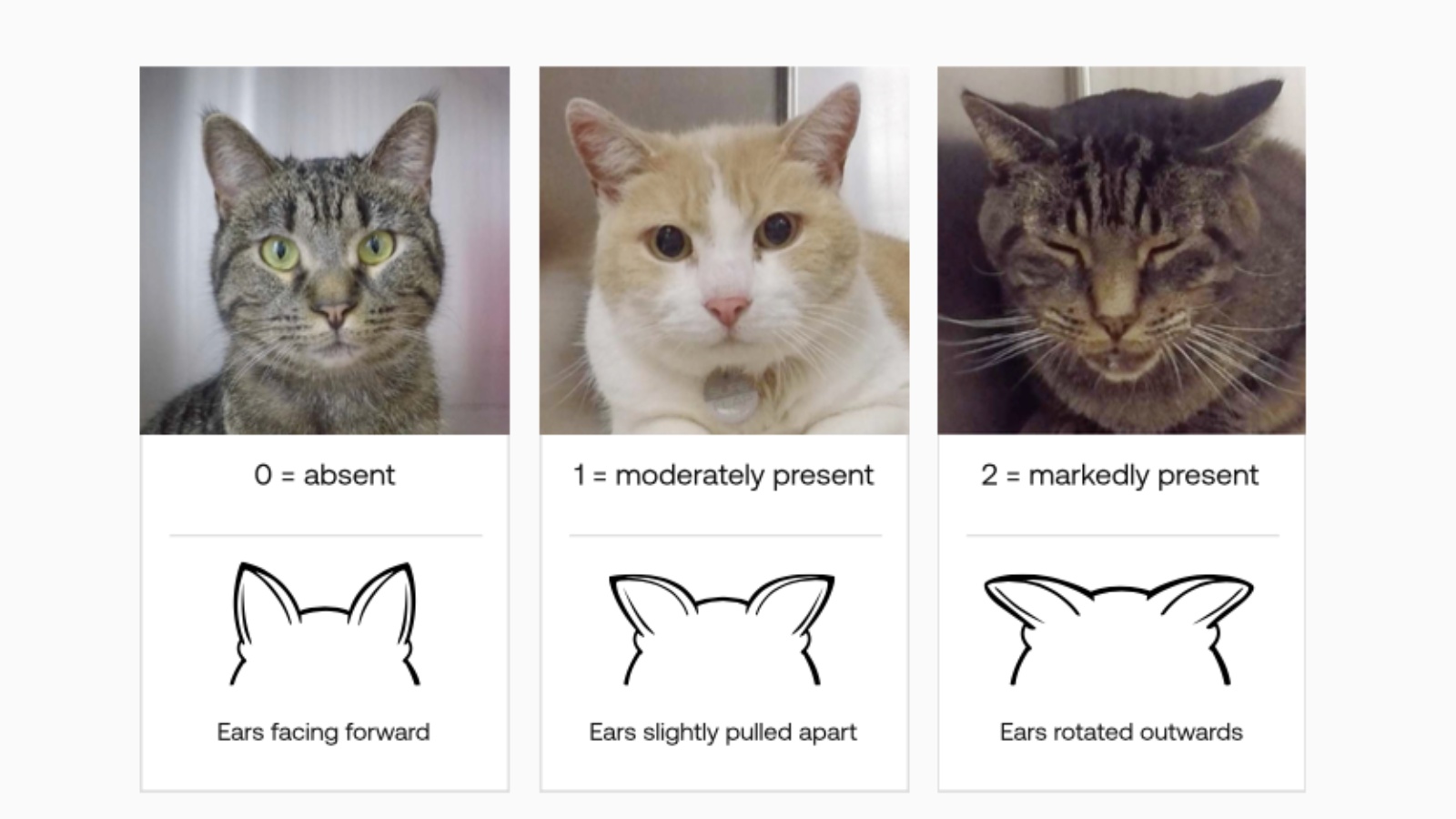 The Feline Grimace Scale: A Simple Way to Tell If Your Cat Is in Pain