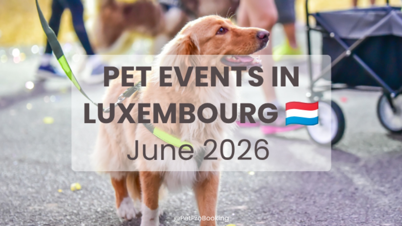 Pet Events in Luxembourg – June 2026 Guide for Pet Owners